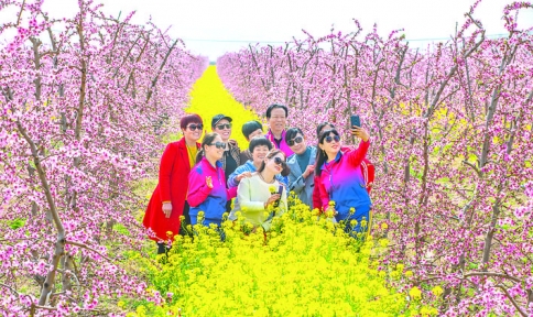 平陆县张村镇千亩桃花、油菜花吸引游客踏青赏花