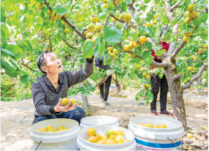 夏县胡张乡西下冯村“金太阳”杏口感受到消费者青睐