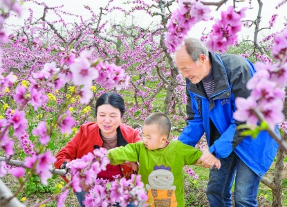 万荣县南景村清明节前5000亩桃树花竞相开放