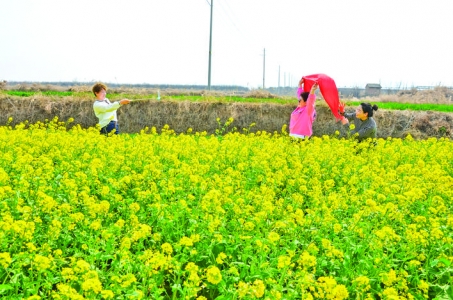 万荣县南环路旁油菜花吸引游客赏花、拍照