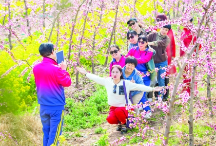 游客在平陆县张村镇桃花、油菜花地里拍抖音