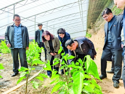 运城市农业农村局专家实地察看蔬菜生产种植情况