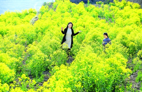 稷山县小阳坡村以中药材特色产业助力乡村振兴