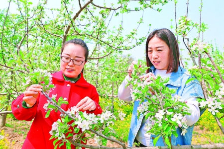 夏县周村村民给苹果树疏花提升果品质量