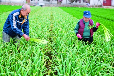 永济市马铺头村蒜农安全采收蒜薹有序开展交易