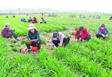 闻喜县旺旺韭菜种植专业合作社组织农村闲散劳动力帮助农户及时销售