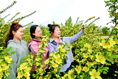 夏县城内幼儿园观赏白沙河畔的黄刺玫花