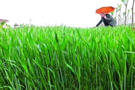 新绛县段家庄村大范围降雨为农民春浇节省了大量资金