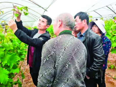 永济市水果产业提质增效暨葡萄专场培训班结班