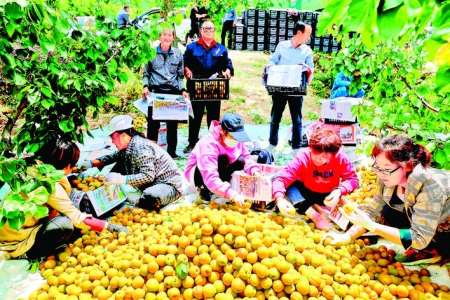 夏县北山底村早熟红杏每年为村民增加收入300余万元