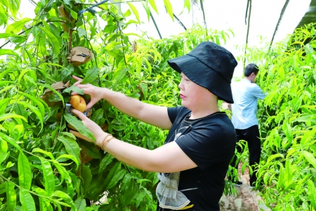 河津市碧源蔬菜种植专业合作社种植黄金蟠桃预计亩产量达1000公斤