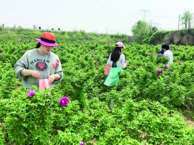 闻喜千亩玫瑰种植基地扮靓乡村同时也增加村民的收入