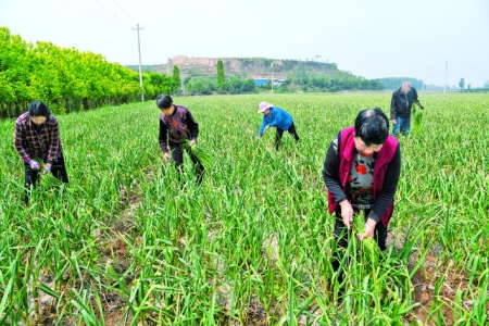 闻喜县全村种植500亩紫皮大蒜喜获丰收