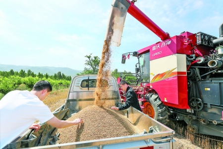 盐湖区大李村抓住晴好天气抢收小麦确保颗粒归仓