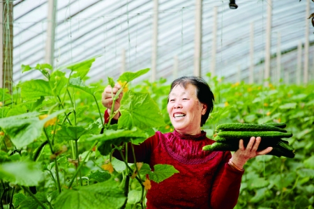 芮城县董村大棚黄瓜喜获丰收全力盘活辖内农户资金需求