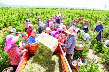 平陆县圣人涧镇金银花特色种植基地村民采摘金银花