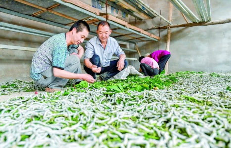 芮城县古月农业开发有限公司打造特色桑蚕产业示范园区