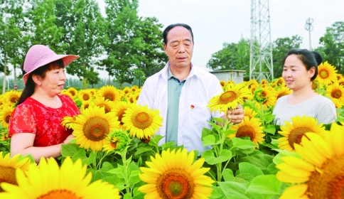 夏县小郭村种植正茬优质葵花除自家食用外也打开了销路