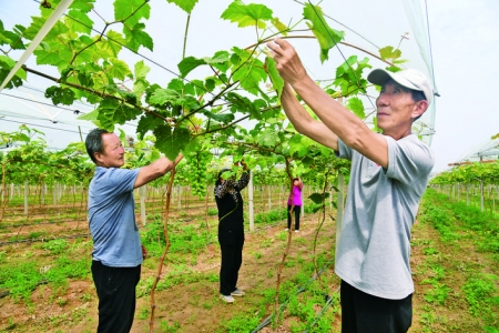 闻喜县上邵王村聘请技术人员指导夏季葡萄管理