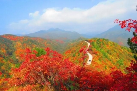 浓烈的红叶点燃秋季的马泉沟