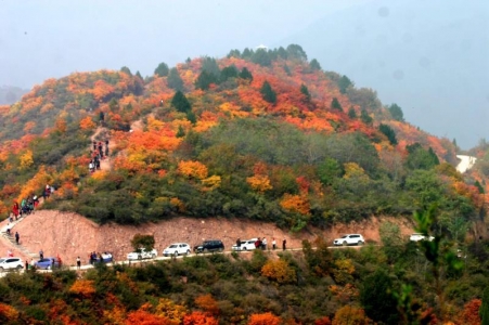 马泉沟水化柿子种植历史约有1350多年