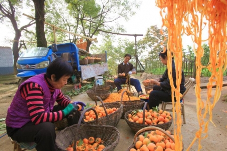 马泉沟水化柿子种植历史约有1350多年