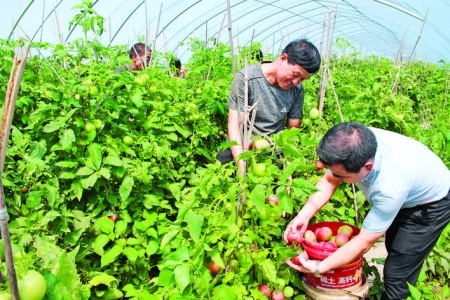 闻喜县后宫乡的蔬菜种植业