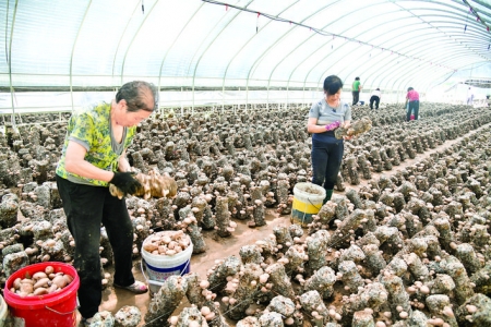 石门村香菇鼓起了村民的钱袋子