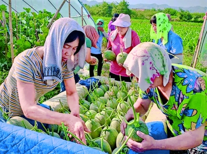 古魏镇柴涧村的哈密瓜