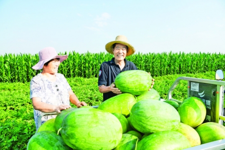 闻喜阳社村套种大田西瓜就是大！