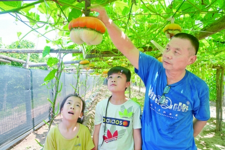 东浒村“葫芦王”郑富中的香炉瓜