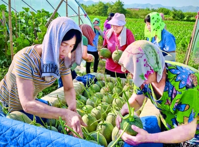 芮城农民把哈密瓜当成自家的“宝贝蛋”