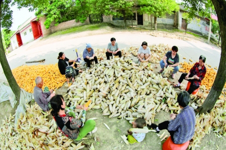 永济市郭李村开始收获花椒、绿豆、冬枣等早秋作物