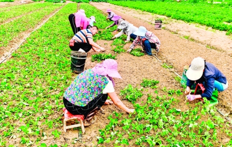 平陆横涧村发展种植大棚草莓、反季节蔬菜等500余亩