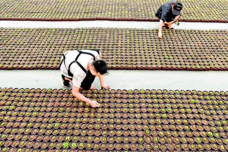 垣曲青年丁宇苗圃的多肉植物