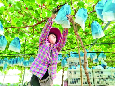 永济卿头调整农业种植结构，阳光玫瑰葡萄鼓起农民的“钱袋子”