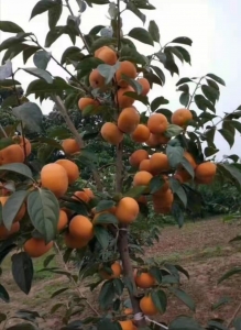 阳丰甜柿，柿子中的水果，稷山茹炜供应水果柿子苗（电话）