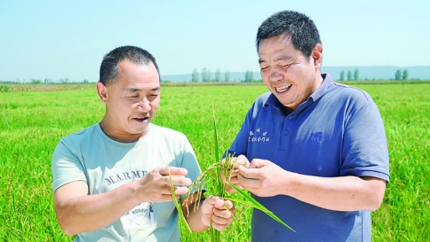 远鹏家庭农场旱稻种植成功，芮城种粮大户实现南稻北种