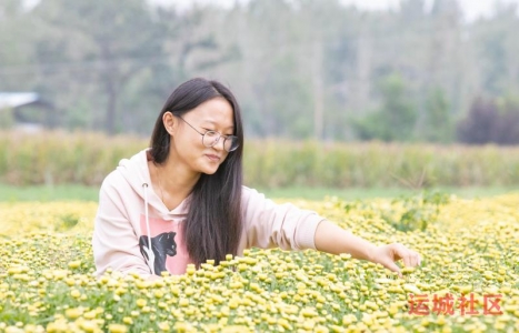 夏县南大里乡菊花产业活力迸发，农民种植尝到了“甜头”