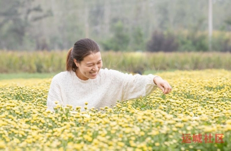 夏县南大里乡菊花产业活力迸发，农民种植尝到了“甜头”