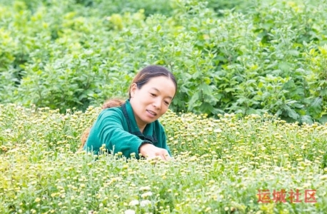 夏县南大里乡菊花产业活力迸发，农民种植尝到了“甜头”