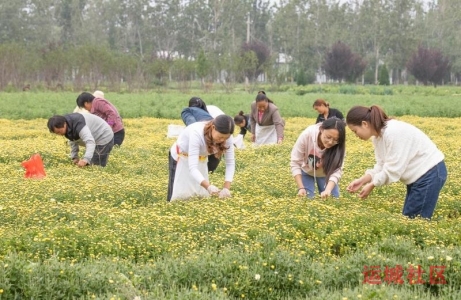 夏县南大里乡菊花产业活力迸发，农民种植尝到了“甜头”