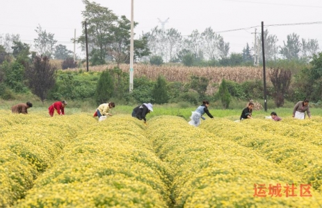 夏县南大里乡菊花产业活力迸发，农民种植尝到了“甜头”