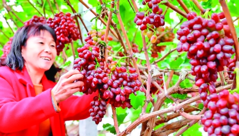 连阴雨天稍好转 苗村村民抓紧采摘葡萄