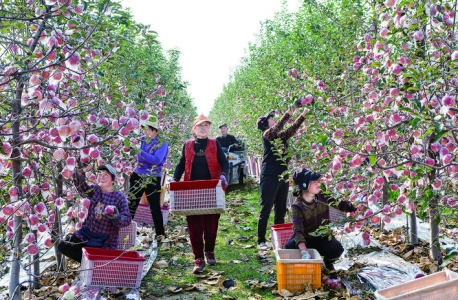 张村矮化密植苹果成熟，晴好天气果农全力采摘