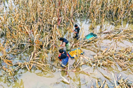 玉米地淹水半尺，皮划艇排上用场，农民抢收心急火燎！