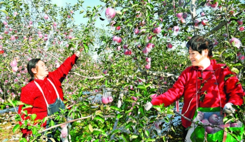 闻喜果业，蹚出了“互联网+销售”新路子