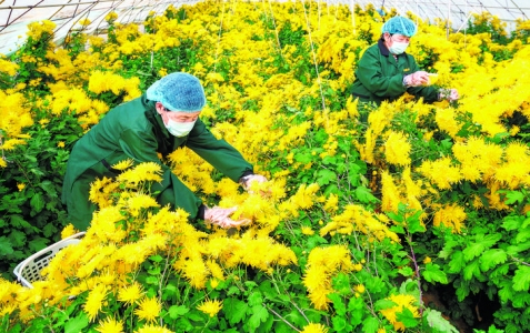 郭里村牌金丝皇菊打造 “禹朵”品牌药茶