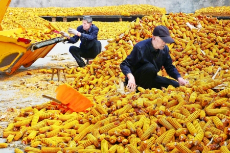 太阳出来了，运城市各地农民抓紧晾晒、储存秋粮