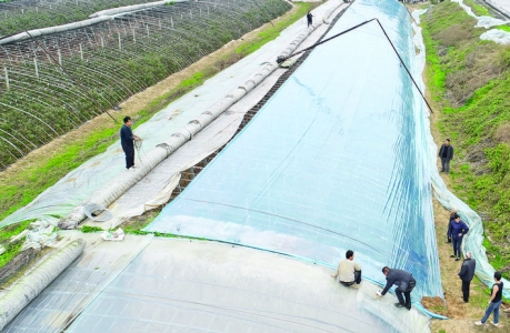 稷山县积极组织农民应对极寒天气，菜农给大棚覆盖塑料布